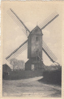 Maldegem   Oude Molen  Vieux Moulin - Maldegem