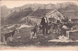 Suisse - C -  Appenzell  - Ebenalp 1644m Chalet Chevres Ziegen Goat - Appenzell