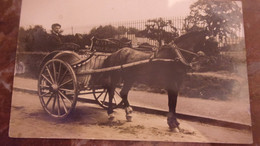 ♥️ ♥️  CARDIFF CARTE PHOTO ATTELAGE MILK DAILY  NORTH ROAD BLACKWEIR CARDIFF  CHEVAL MARCHAND LIVREUR DE LAIT - Other & Unclassified