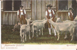 Suisse - C -  Appenzell - Appenzeller Gaisshirt - Costume Colorisée Berger Ziege Chevre Goat - Appenzell