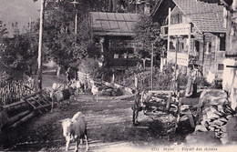 Suisse - Vaud - Gryon - Départ Des Chèvres 2714  Ziege Chevre Goat - Gryon