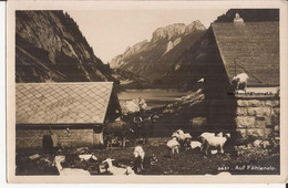 Suisse - C -  Appenzell - Auf Fählenalp Ziege Chevre Goat - Appenzell