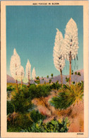 Cactus Yucca In Bloom 1944 - Cactus