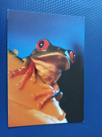 Belize . Red Eyed Frog-  Old Postcard - 1990s - Belize
