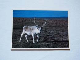 CPA Canada Nunavut Bathurst Island Peary Caribou - Nunavut