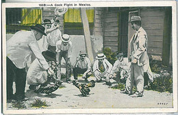 24331 -  MEXICO - VINTAGE POSTCARD - ETHNIC POSTCARD : COCK FIGHT - Amérique