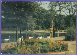 Carte Postale 76. Le Havre  Le Lac Et Les Cygnes Forêt De Montgeon   Très Beau Plan - Forêt De Montgeon