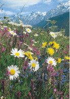 Suisse. CPM. Wiesenblumen (Fleurs Des Champs, Wild Flowers) - Wiesen