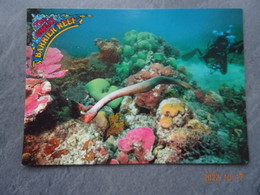 OLIVE SEA SNAKE - Great Barrier Reef