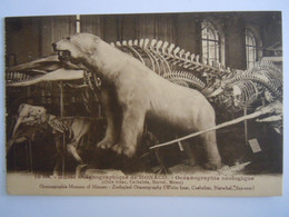 10 Musée Océanographic De Monaco Zoologique Ours Blanc Cachalots White Bear Edit Giletta Cp De Carnet - Ozeanographisches Museum