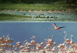 Bonaire, N.A., Bird Watcher's Paradise Flamingo's At Their Nest (1980s) Postcard - Bonaire