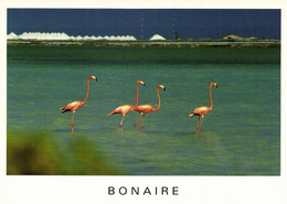 Bonaire, N.A., Flamingos In Pekelmeer (1990s) Postcard - Bonaire