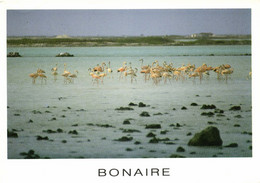 Bonaire, N.A., Flamingos In Old Saltpans (1990) Postcard - Bonaire