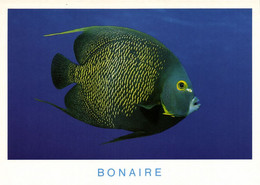 Bonaire, N.A., French Angelfish At Alice In Wonderland (1990s) Postcard - Bonaire