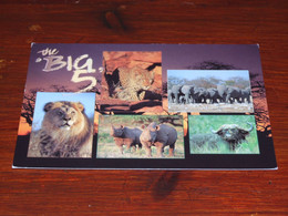 55178-                             SOUTH AFRICA, THE BIG 5  / DIEREN / ANIMALS / TIERE / ANIMAUX / ANIMALES - Cows