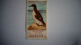BRITISH BIRDS N° 35 GUILLEMOT Oiseau Bird  Cigarettes OGDEN'S Tobacco Vignette Trading Card Chromo - Ogden's