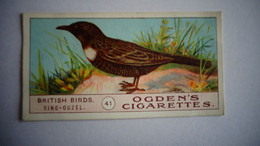 BRITISH BIRDS N° 41 RING OUZEL Oiseau Bird  Cigarettes OGDEN'S Tobacco Vignette Trading Card Chromo - Ogden's