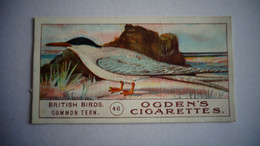 BRITISH BIRDS N° 46 COMMON TERN  Oiseau Bird  Cigarettes OGDEN'S Tobacco Vignette Trading Card Chromo - Ogden's