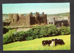 Pays De Galles - P.2 - Conwy Castle, Gwynedd View From The South ( Vaches Dans Le Champ ) - Caernarvonshire