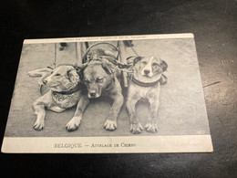 Attelage De Chiens Belgique Offert Par La Grande Maison De Deuil Bruxelles Vers 1900 - Old Professions