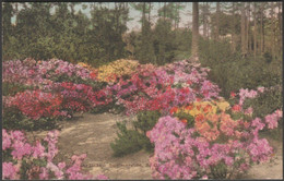 Azaleas, Summerville, South Carolina, C.1910s - Guerin's Pharmacy Postcard - Summerville