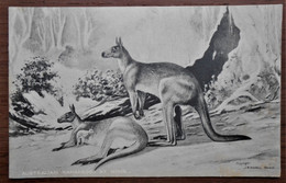 CPA 1919 - Australian Kangaroos At Home - Autres & Non Classés
