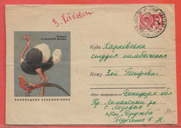 OISEAUX AUTRUCHES RUSSIE ENTIER POSTAL DE 1969 - Straussen- Und Laufvögel