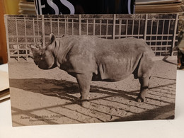 Cartolina Roma Giardino Zoologico Rinoceronte Formato Piccolo - Parchi & Giardini