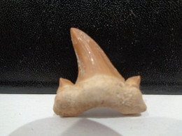 Shark Fossil Tooth. Extint Mackerel Shark. Cretolamna Biauriculata. Age: Cretaceous. Morocco. - Fossilien