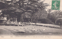 83 / TAMARIS / ALLEES DU GRAND HOTEL / PIGEONS / ELD 2827 - Tamaris