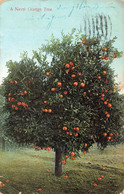 CPA ETATS UNIS - Arizona - A Navel Orange Tree  - Oblitéré A Phoenix En 1908 - Sonstige & Ohne Zuordnung