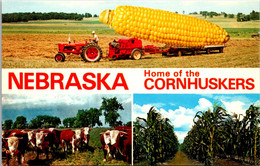 Nebraska Home Of The Cornhuskers Split View With Large Ear Of Corn Cattle And Corn Field - Andere & Zonder Classificatie