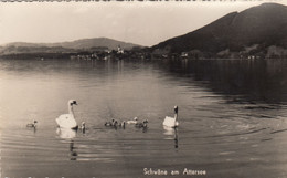 C978) Schwäne Am ATTERSEE - SChwan Familie ALT ! - Attersee-Orte