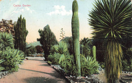 CPA Amérique - Cactus Garden - 1907 - Jardin De Cactus - Other & Unclassified