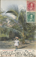 VENEZUELA - SALUDO DE VENEZULA - PALMA - ED. GOTHMANN REF #8587 - 1900s - Amérique