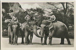 Hamburg - Stellingen - Carl Hagenbeck S Tierpark - Indische Elefanten - Foto-Ansichtskarte - Stellingen