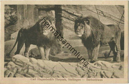 Hamburg - Stellingen - Carl Hagenbeck S Tierpark - Berberlöwen Gel. 1915 - Stellingen
