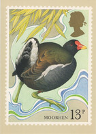 Great Britain 1980 PHQ Card Sc 886 13p Moorhen - PHQ Cards