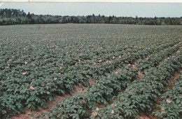 Potato Field In Full Bloom At Carleton, Prince Edward Island - Autres & Non Classés
