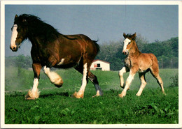 Missouri St Louis Grant's Farm Anheuser-Busch Clydesdales Mother And Foal - St Louis – Missouri