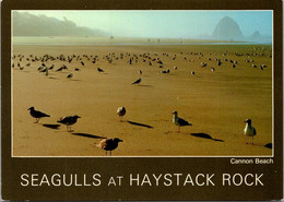 Oregon Cannon Beach Seagulls At Haystack Rock - Altri & Non Classificati