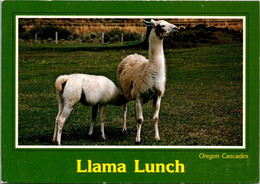 Oregon Cascades Llama Lunch - Altri & Non Classificati