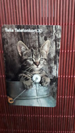 Cat Phoneacrd Used Rare - Katten