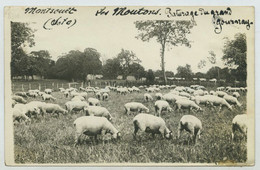 95 - Montsoult, Les Moutons, Paturage Du Grand Gournay - Montsoult