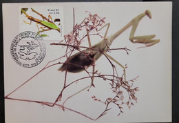 O) 1987 BRAZIL, ENTOMOLOGY, INSECT, CONEHEAD MANTIS, EMPUSA PENNATA, MAXIMUM CARD - Maximumkarten