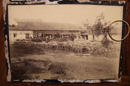 Photo 1880's Plantation Café La France San Marcos De Colon Honduras Animée Fermiers Tirage Albuminé Eloy Sol CDC Cabinet - Ancianas (antes De 1900)