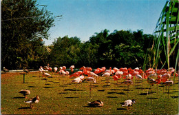 Florida Tampa Busch Gardens Siesta Time For The Flamingos - Tampa