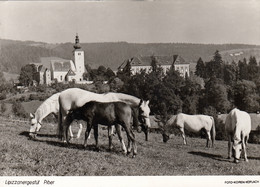 Lipizzanergestut Piber , Lipizzaner Horse , Pferde - Köflach