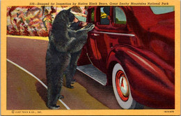 Great Smoky Mountains National Park Car Stopped For Inspection By Native Black Bears Curteich - Smokey Mountains
