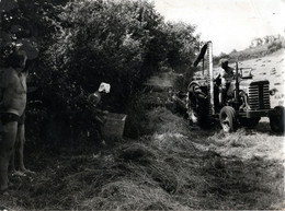 Photo - Années 1950/1960 - Tracteur Fauchant - - Tracteurs